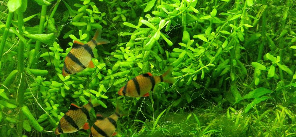 Brzanka sumatrzanska