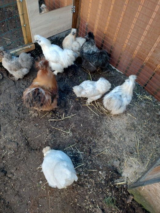 Brahma, Brakle,silki