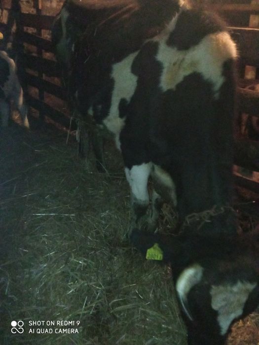 Krowa młoda mleczna