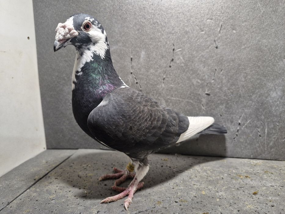 Gołębie staropolskie