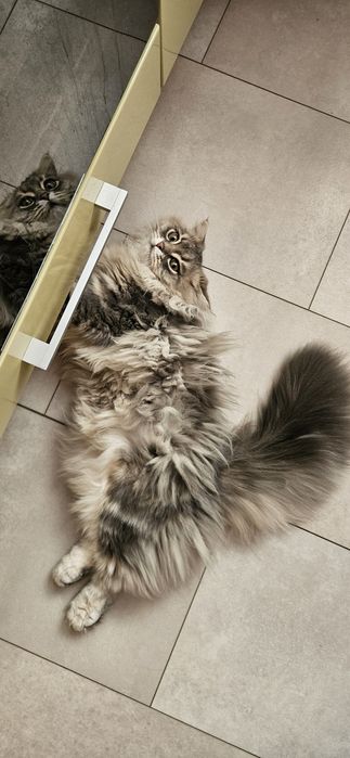 В'язка молодого шотландського кота