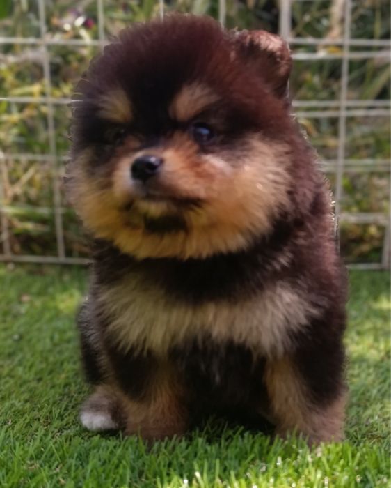 Померанский шпиц