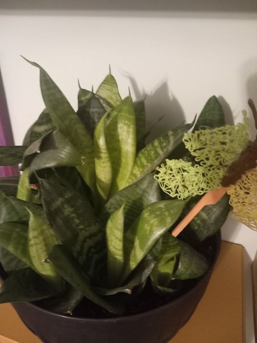 Sansewieria - sadzonka x2