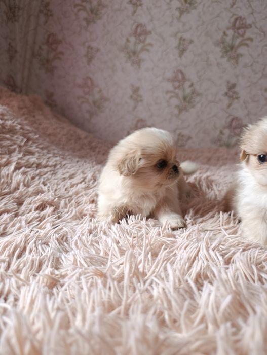 Цуценята породи пекінес