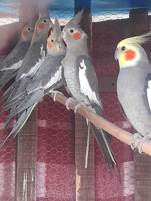 Caturras novas bonitas para venda ou troca