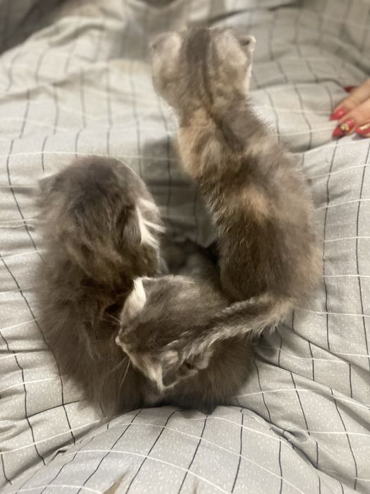 Веслоухие котята,Срочно продаю иза выезда за границу