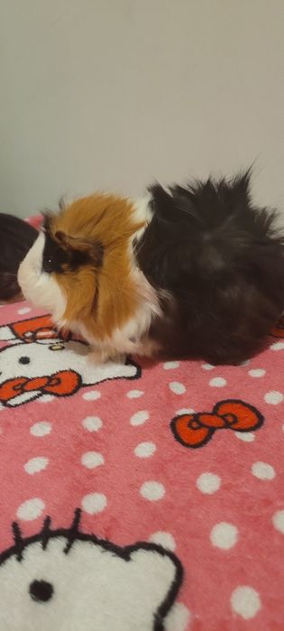 3 swinki morskie