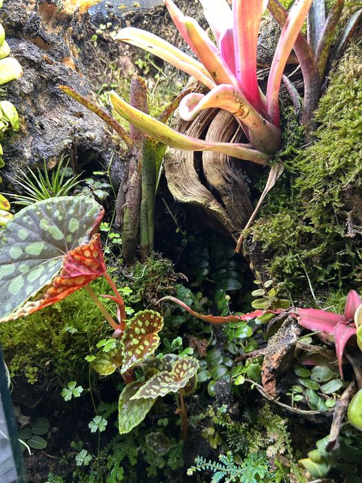 Тераріум на замовлення ( для еублефара, паука,бананоїда,агами,тощо)