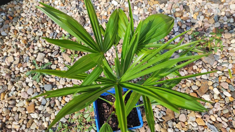 Trachycarpus Bułgaria X Wagnerianus