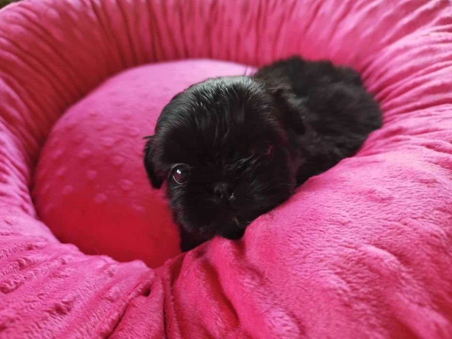 *** Shih Tzu Prześliczny Czarny Chłopczyk Wielkości Yorka ***