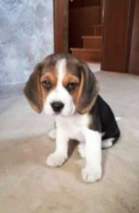 Szczeniak Beagle tricolor