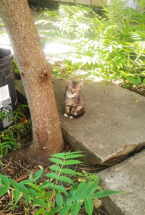 Віддам безкоштовно кошенят.