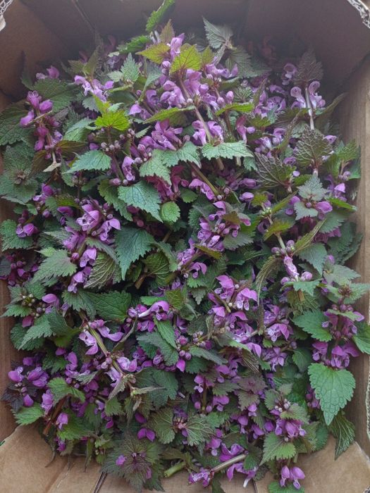 Jasnota purpurowa