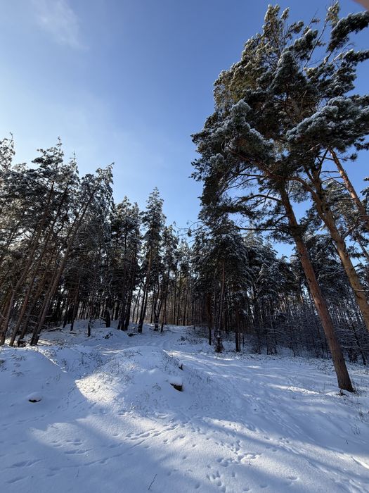 Ділянка у сосновому лісі 8-10 соток с. Ходосівка Новообухівська траса