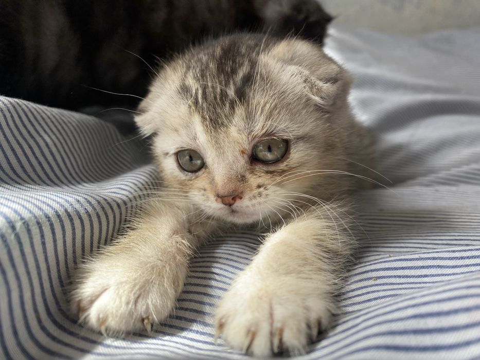 Продам вислоухих котят