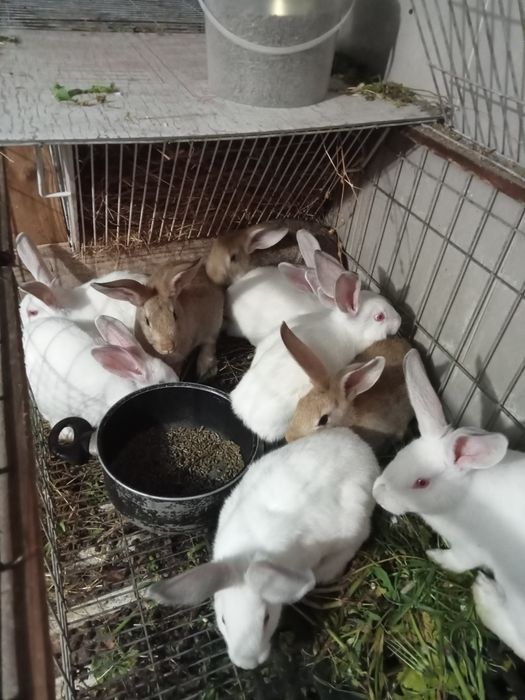 Coelhos Gigante de Flandres