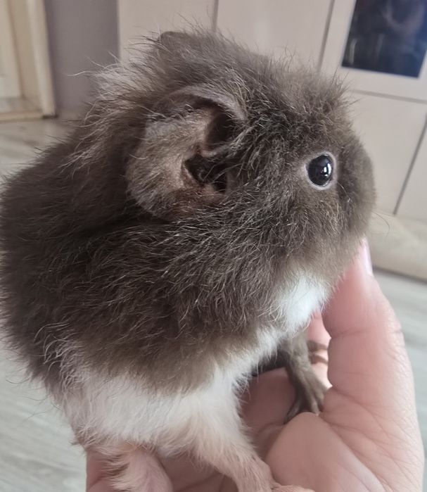 Sprzedam Swinke Teddy z całym wyposażeniem