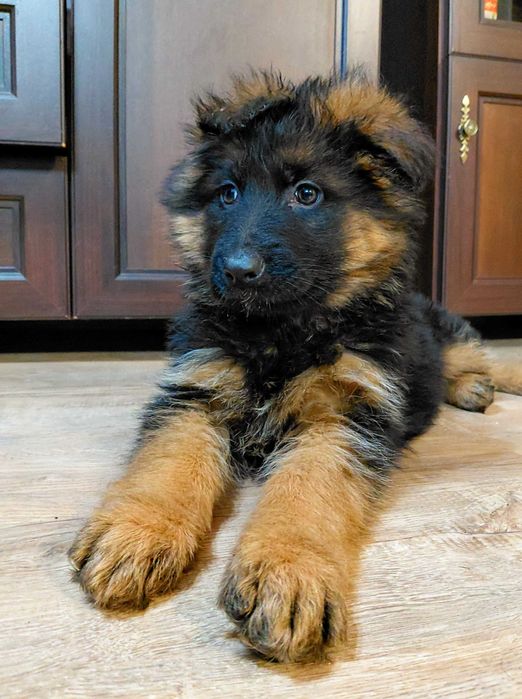 Suczka Szczenię Owczarek Niemiecki Długowłosy