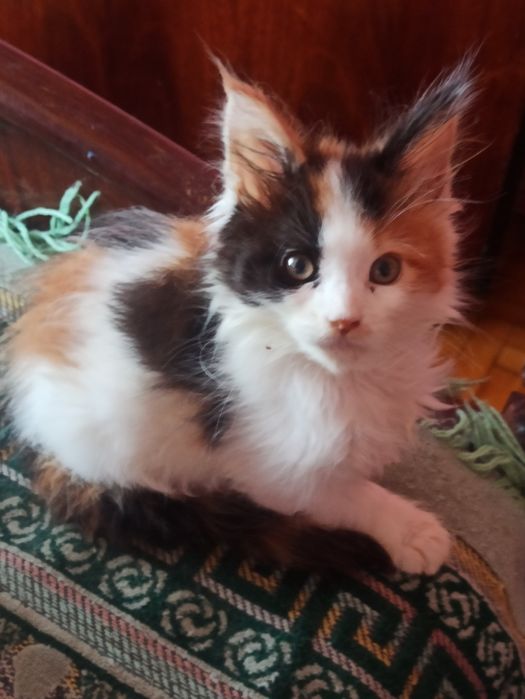 Ми із розплідника.Нам три міс.