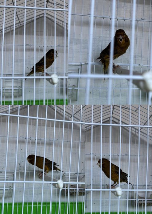 Canário macho de canto para troca