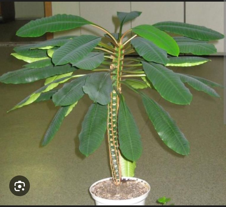 Рослина кімнатна, саджанці, вазон, мадагаскарська пальма