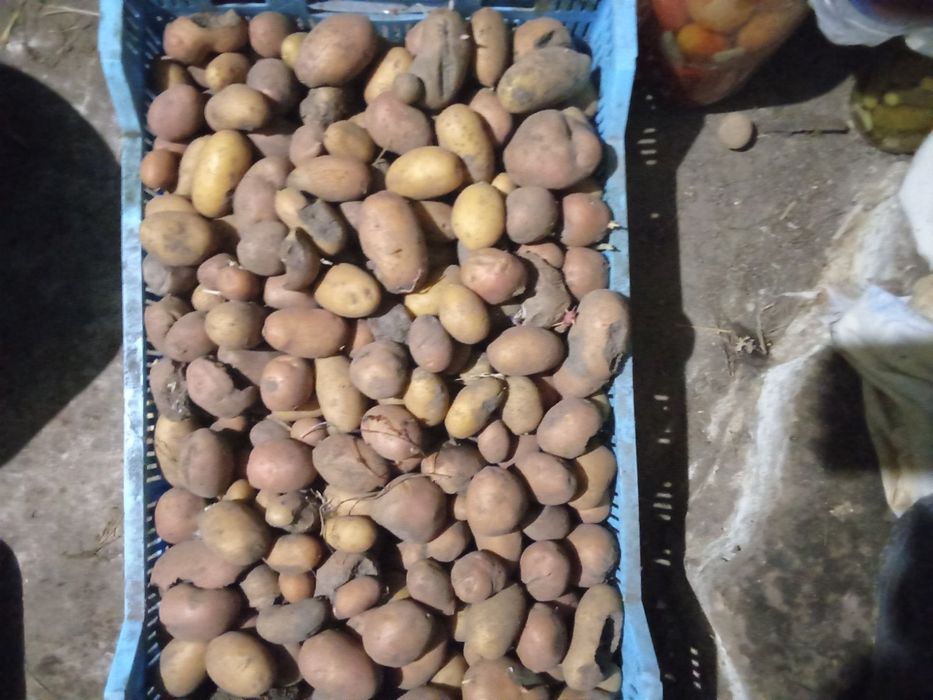 Продам картошку мілку та посівну