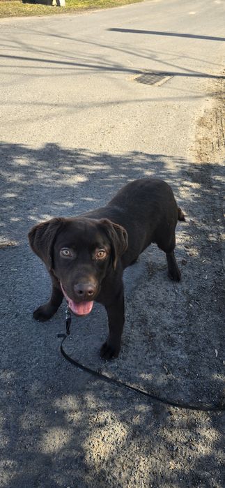 Labrador retriver czekolada