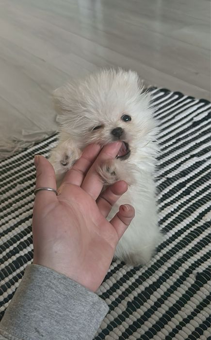 Цуценятка померанці крем