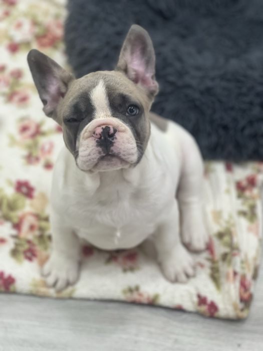 Французські круасанчики