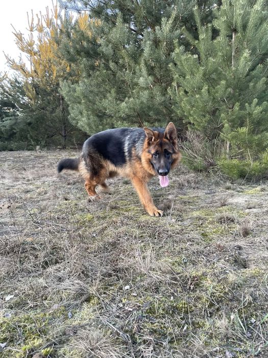 Sprzedam Owczarka Niemieckiego