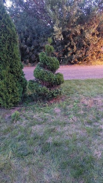wycinka drzew, pielęgnacja drzew, formowanie roślin, żywopłoty