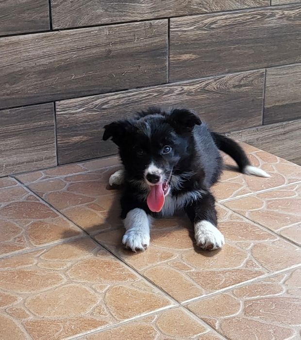 Border collie szczeniak pies