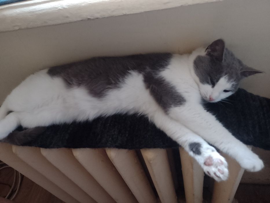 Котик Тимофей 9 месяцев в хорошие руки