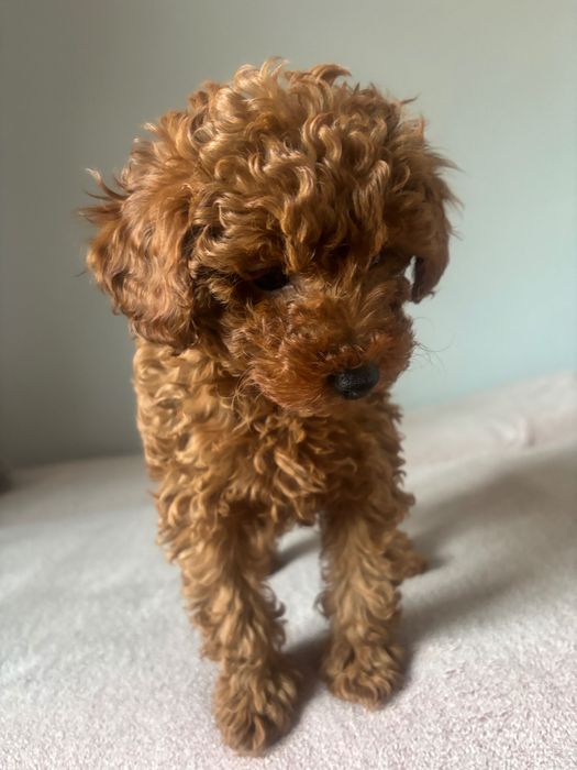 Pudel Toy Red Suczka 11-tyg