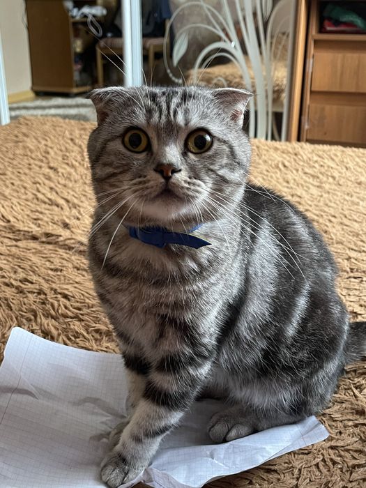 Шотландский вислоухий кот ( Вязка)