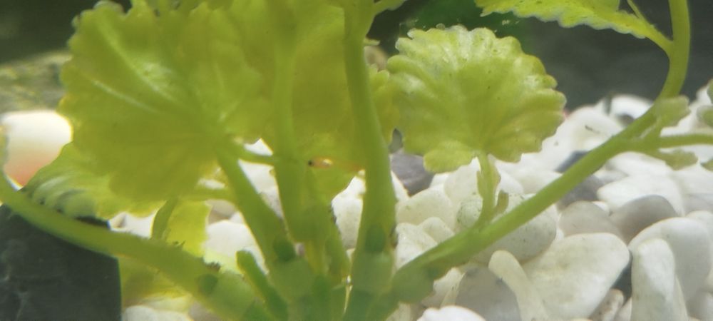 Мальки пецилий когда подрастут могу отдать