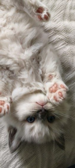 Śliczny kocurek ragdoll