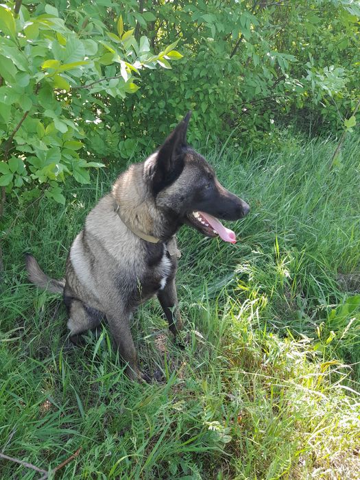 Малинуа кобель для вязки 2 года.