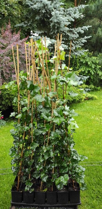 Duże bluszcze pnącza hedera helix 130-150cm