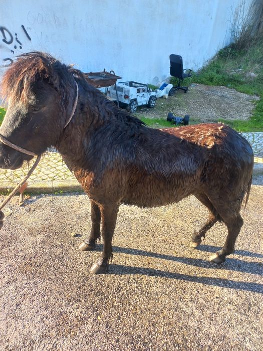 Vendo ponei manso para crianças