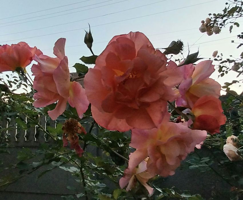 Троянда Вестерленд ( паркова).