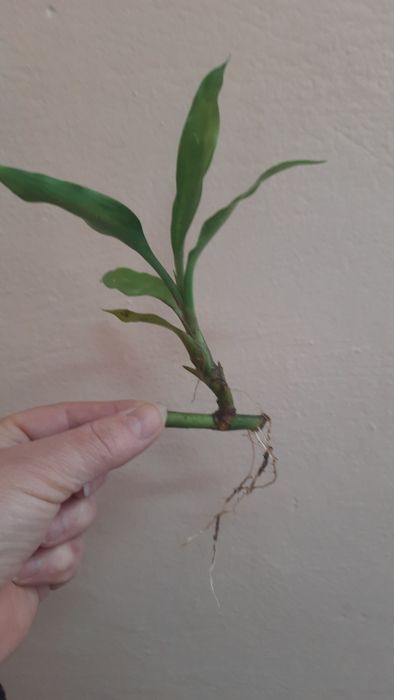 Сансевие́рия и не только