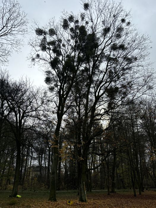 Prace wysokościowe /Wycinka i pielęgnacja drzew