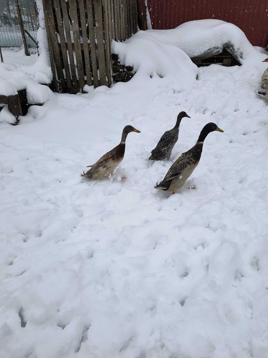 Kaczor biegus indyjski