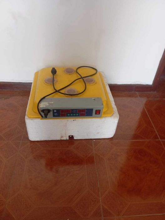 Chocadeira para animais