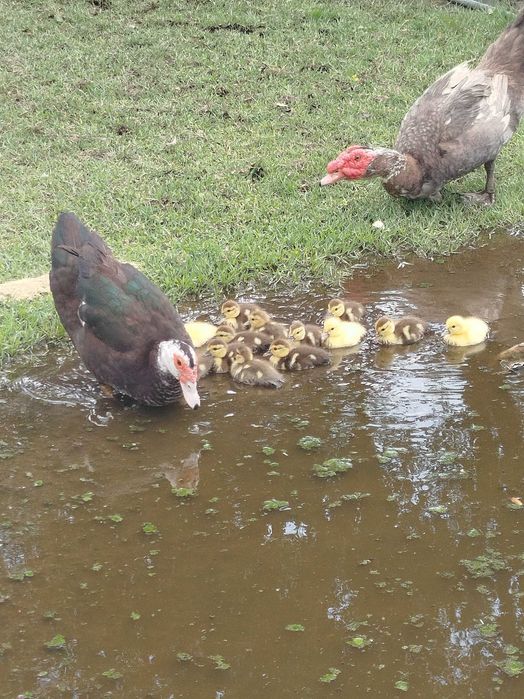Patos mudos com 15 dias
