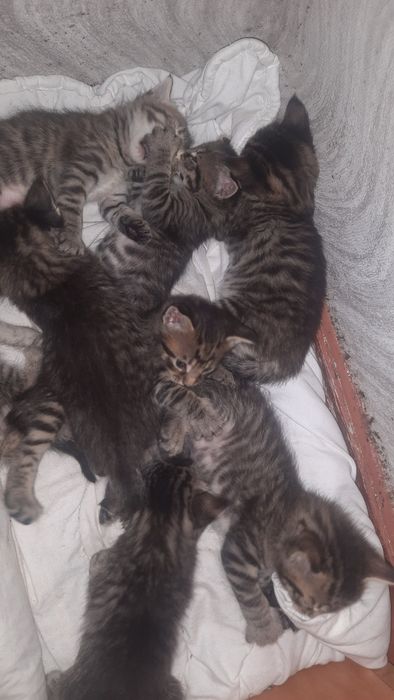 Котята ищут себе дом