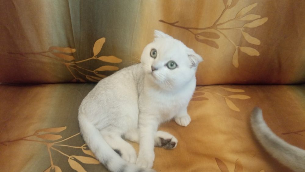 Серебристая шиншилла ( мальчик)