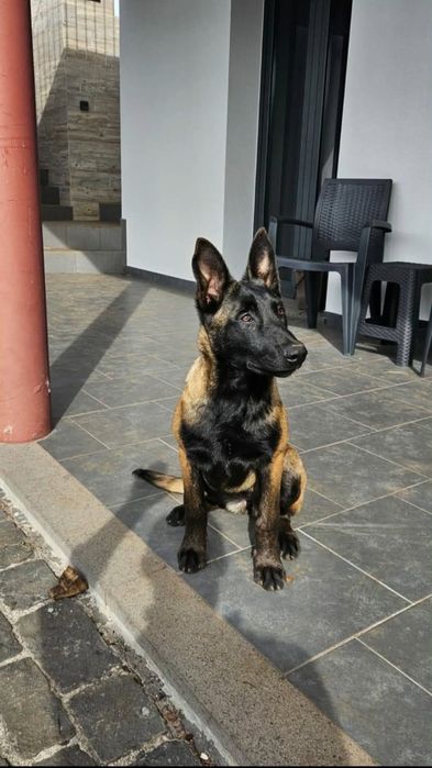 Pastor Belgada Malinois com LOP, Pedigree e Afixo