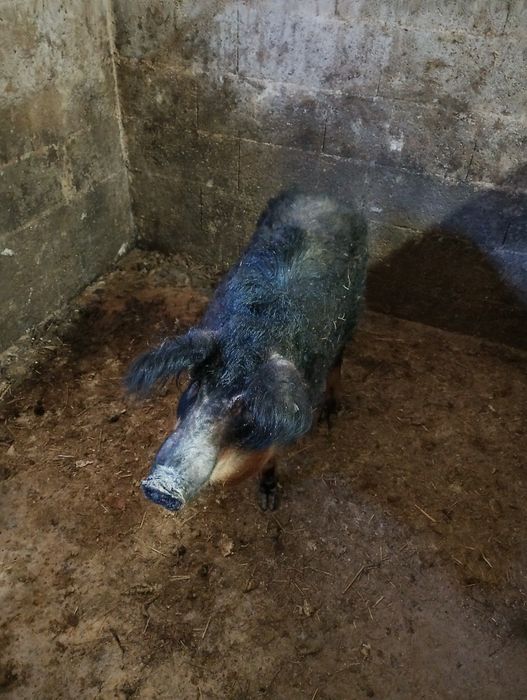 Porca para consumo ou criação